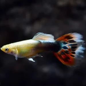 Guppy Kumura Sun Ray (Poecilia reticulata var.) Sonderangebot